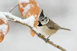 Stunde der Wintervögel